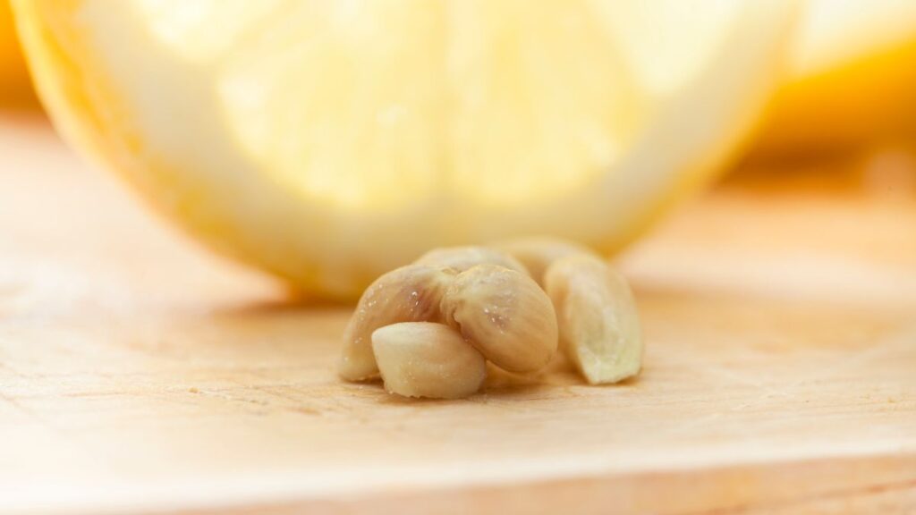 eating-lemon-seed-what-will-happen