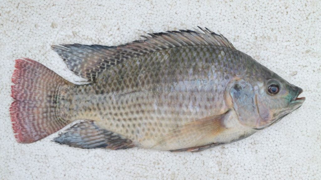 Eating Raw Tilapia: What will Happen?